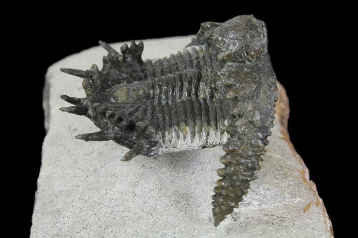 Akantharges Mbareki Trilobite - Tinejdad, Morocco #139512